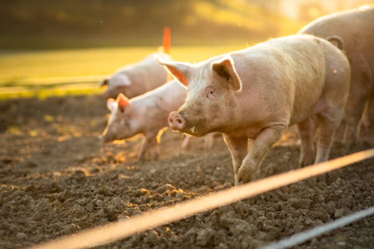 Raising Pigs for Meat